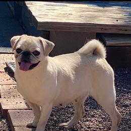 Kis Tavasz Stormie Raine Novak - Pug