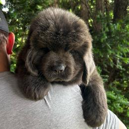 Gray Female - Gray female Newfoundland puppy in New York from Johnson Farms