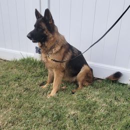 Whiskey - Black and red female German Shepherd puppy in Whitewater, California from Vom Haus Metzler Shepherds