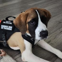 Saint Berdoodles and Saint Bernards from Jacqualyn Bramlett