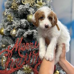 Labradoodle Puppies from MANUELA MORA