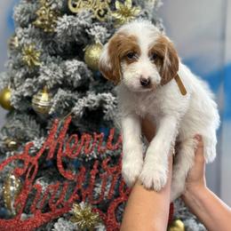 Labradoodle Puppies from MANUELA MORA