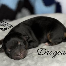 Drogon - Black tri male Miniature Australian Shepherd puppy in Cody, Wyoming from Quartz Creek Aussies