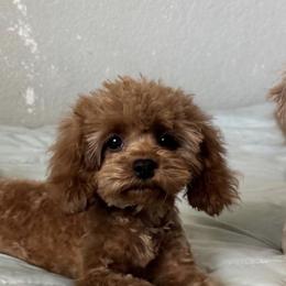 Cavapoos and Goldendoodles from Pedersendoodles
