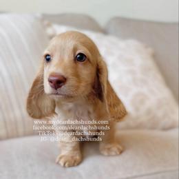 Rhaegar - Cream male Dachshund puppy in Cape Coral, Florida from Dear Dachshunds