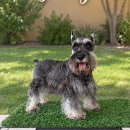 Gabby - Miniature Schnauzer