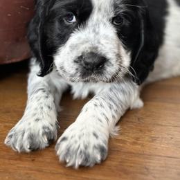 English Springer Spaniel Puppies from Murphy Farms and Springers