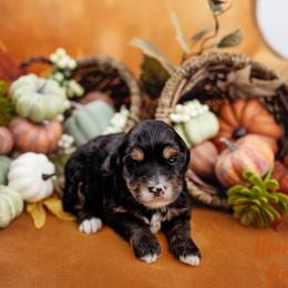 Thankful - Tri-color female Bernedoodle puppy in Athens, Alabama from Brewing Doodles