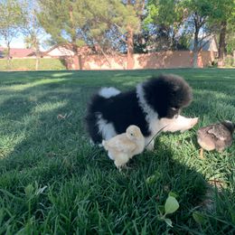 Pomeranian Puppies from POMS USA