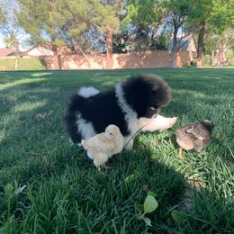 Pomeranian Puppies from POMS USA