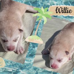 Willie Nelson - Lavender male Pomsky puppy in Venus, Pennsylvania from Hemlock Pines Pomsky