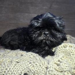 Cole - Black male Shih Tzu puppy in Mountain Grove, Missouri from Precious Puppies