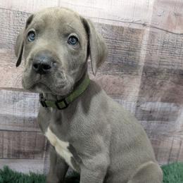 Sonny - Blue male Great Dane puppy in Bay City, Michigan from Monarch Danes