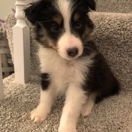 Shetland Sheepdog Puppies from Southern Charm Sheltie’s