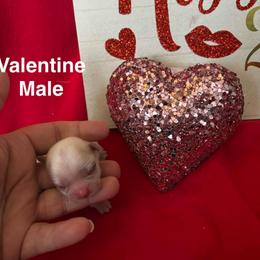 Valentine - Cream and white male Shih Tzu puppy in Mattoon, Illinois from Jenkins Tzu and Poo’s