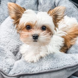 Yorkshire Terrier Puppies from Rodgers Oaks Royalty