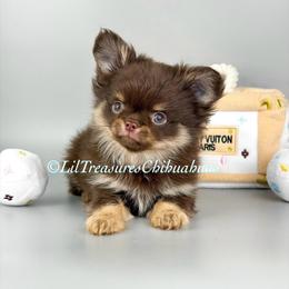 Harvey - Chocolate and tan male Chihuahua puppy in Anderson, South Carolina from Lil Treasures Chihuahuas