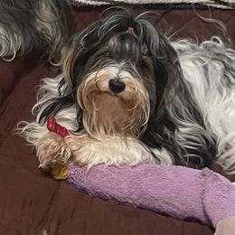 Caroline - Biewer Terrier