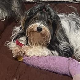 Caroline - Biewer Terrier