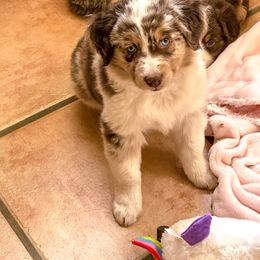 Miniature Australian Shepherd and Toy Australian Shepherd Puppies from Circle T Mini Aussies