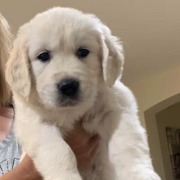 Golden Retrievers from Our English Goldens