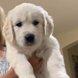Golden Retrievers from Our English Goldens