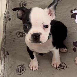 Boy four - Black brindle and white male Boston Terrier puppy in Georgia from KD’s K9 Oasis