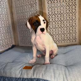 Girl 2 - White female Boxer puppy in Prestonsburg, Kentucky from Diamond Standard Boxers