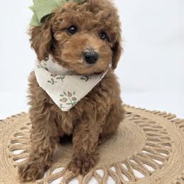 Cara - Red  female Poodle puppy in Leander, Texas from Doodle Doula