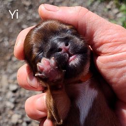 Yi - Red female Lhasa Apso puppy in Jefferson, New York from Absolute Lhasa Love