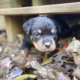 Silver: Reserved David - Black and mahogany Rottweiler puppy in Linthicum, Maryland from Of The Saints Kennels