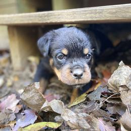 Silver: Reserved David - Black and mahogany Rottweiler puppy in Linthicum, Maryland from Of The Saints Kennels