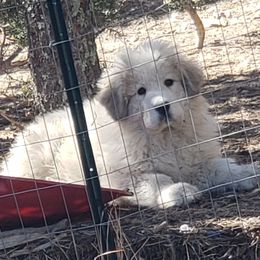 Great Pyrenees Puppies from Prospect Pyrenees