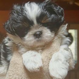 Geronimo - Black and white male Shih Tzu puppy in Nekoosa, Wisconsin from Brox Acres House of Fur LLC