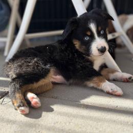 Pink - Black tri female Miniature Australian Shepherd puppy in Arizona from Country Charm Mini Aussies