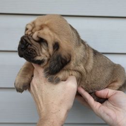 Green collar Boy - Red male Bloodhound puppy in Franklin, Indiana from K Creek Farms