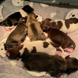 Havanese puppies from T&T Breeding