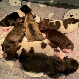 Havanese puppies from T&T Breeding