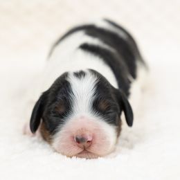Cockapoo Puppies from Firm Foundation Cockapoos