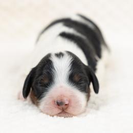 Cockapoo Puppies from Firm Foundation Cockapoos