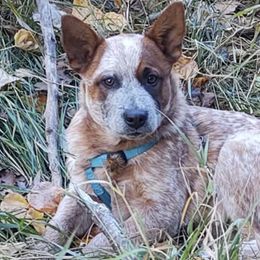 Australian Cattle Dogs from Marsa Vincent's Australian Cattle Dogs