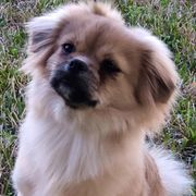 Tibetan Spaniels from Lantana