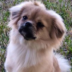 Tibetan Spaniels from Lantana