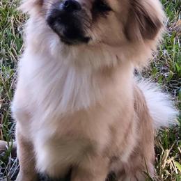 Tibetan Spaniels from Lantana