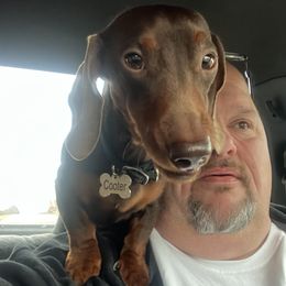 Cooter Brown - Dachshund