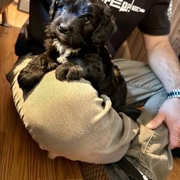 Grimm - Black and white male Aussiedoodle puppy in Grants Pass, Oregon from Woodwind Miniatures
