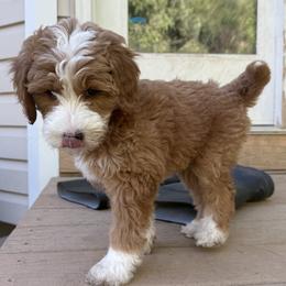 Heart - Red  female Goldendoodle puppy in Clinton, Utah from Golden Law Kennels