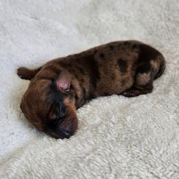 Daisy - Dapple female Dachshund puppy in Anaconda, Montana from Montana Country Dachshunds