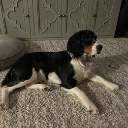L J - English Springer Spaniel