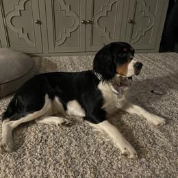L J - English Springer Spaniel